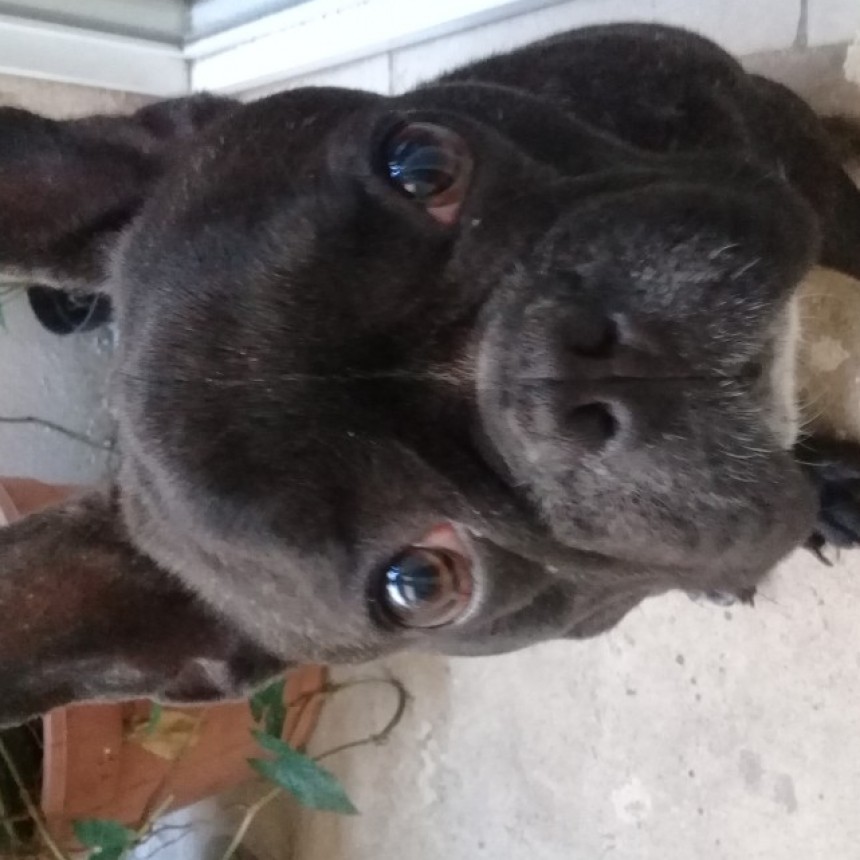 Vida de perro.